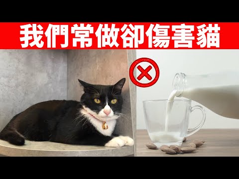 養貓招陰