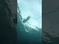 Treasure Found In Italy I Need Your HELP Shorts