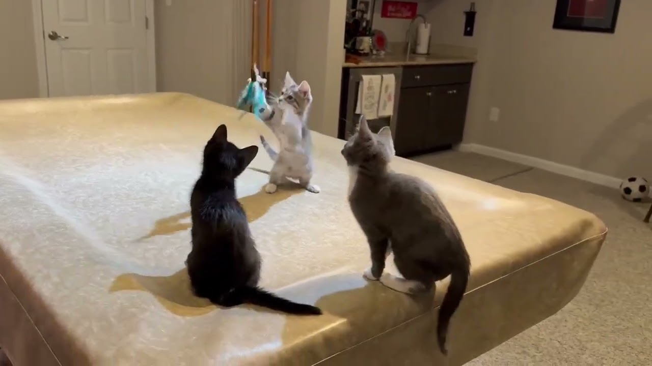 Holly and her Kittens , a ADOPTABLE Domestic Short Hair in Fairfax, VA video 6/6