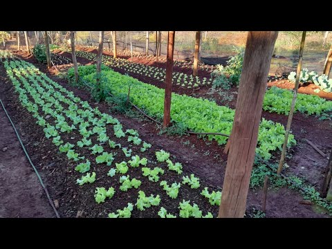 COMO GANHAR DINHEIRO COM HORTA, QUANTO DA PRA PRODUZIR EM 1 M²