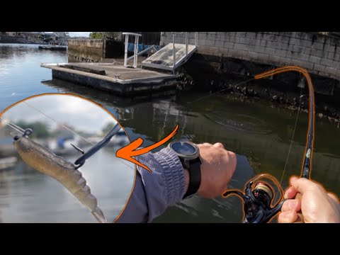 SO MANY FISH LIVE HERE | Fishing the canals, South East Queensland