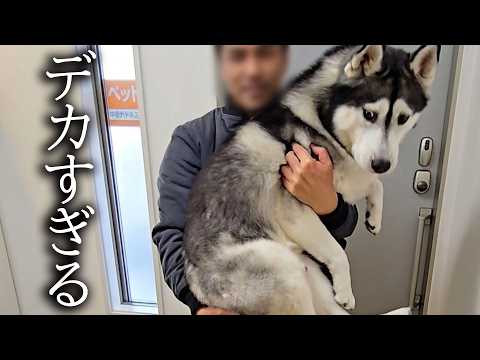 大好きな水道屋さんとのお別れに犬と猫がこうなっちゃいました...