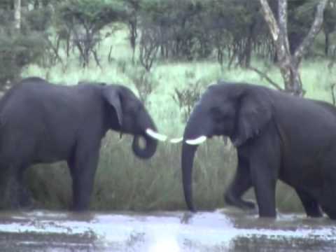 Young Elephant Bull's Playing