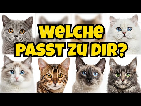 Welche KATZENRASSE passt am besten zu DIR? BKH Bengalkatze Maine Coon Siamkatze Ragdoll Perserkatze