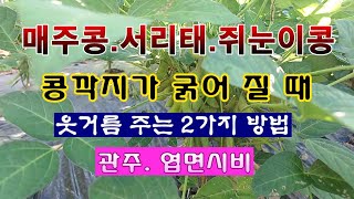 [텃밭농부 2,038]  메주콩. 서리태. 쥐눈이콩. 콩깍지가 굵어 질 때 2가지 웃거름 주는 방법. #주콩…