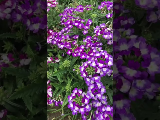 Стандарт поставки видео №1 Вербена Лиловая туманность F1