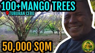 Lot for sale 50,000 sqm with mango trees Tuburan Cebu Philippines 200/sqm negotiable