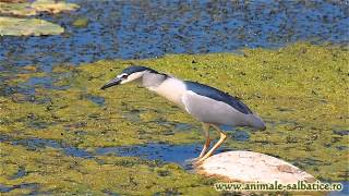 preview picture of video 'Starc de noapte vanand / Black-crowned Night Heron hunting (Nycticorax nycticorax)'