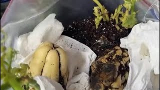 It is so cold I have to move the white chayotes and the plants from the window. Chayotes, cho cho