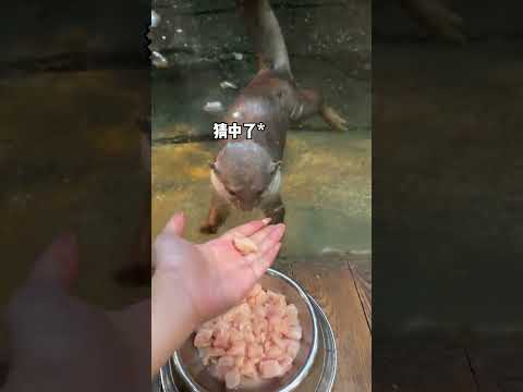 Otters only care about fish!