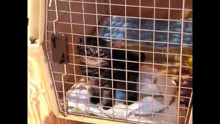 KITTEN IN CAGE