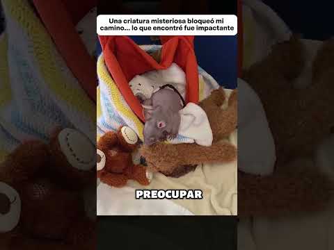 Una criatura misteriosa bloqueó mi camino… lo que encontré fue impactante #animales #animals
