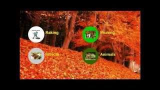 preview picture of video 'Fall Pruning, Leaf Raking, Auburn NH Landscape Services'