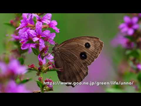 クルマバナとミソハギに来るチョウ Purple loosestrife & Clinopodium chinense attract butterflies