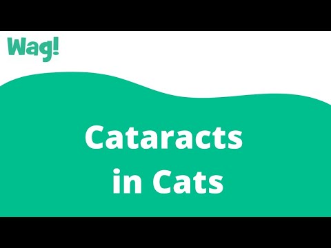 Cataracts in Cats | Wag!