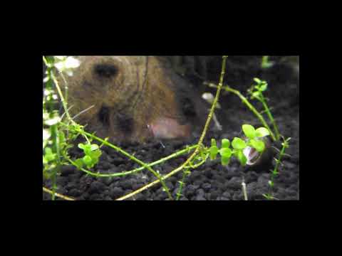 Dario Dario  Zwergblaubarsch