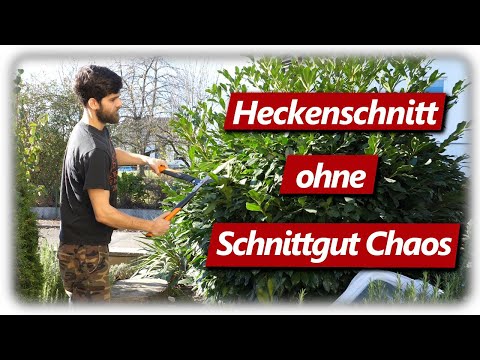 Heckenschnitt ohne Schnittgut Chaos | Eibe, Kirschlorbeer, Thuja schneiden
