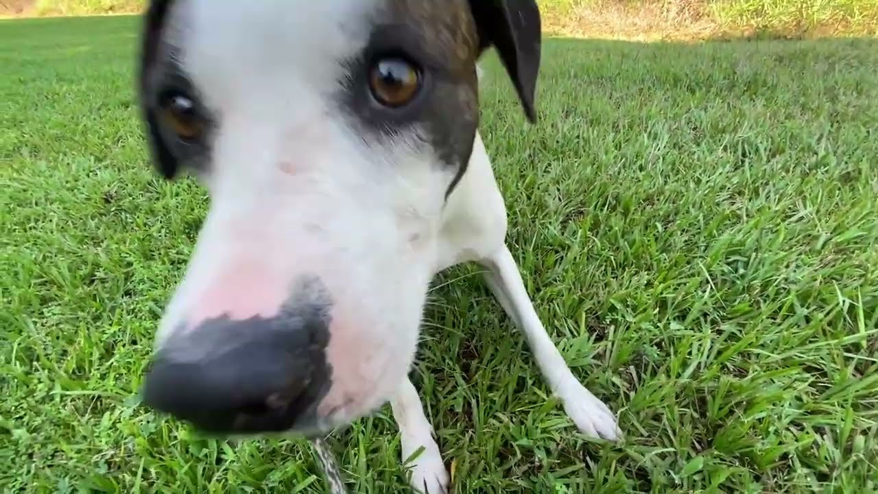 Wheeler, a ADOPTABLE Feist in Monroe, GA video 4/4