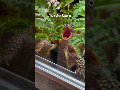 Turtle Core #animalshorts #animals #cute #cuteanimals #turtle #turtles