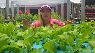 preview picture of video 'Pinky aquaponics'