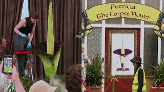 People Line Up to See and Smell 'Corpse Flower' in Australia