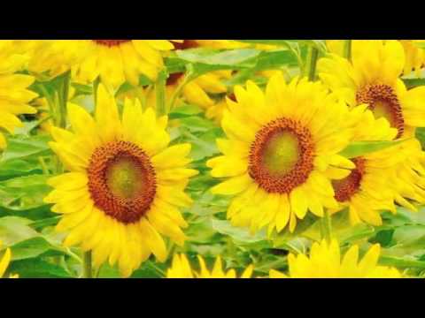 CHRISTIANE LEGRAND/MOZART