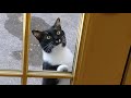 Tuxedo Cat Scratches At Window