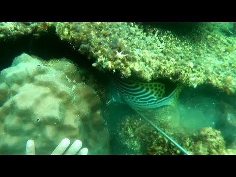 Day Spearfishing | DAYO NEW SPOT | FREEDIVING