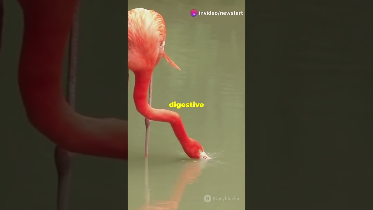 Why Flamingos Lose Their Pink During Motherhood!