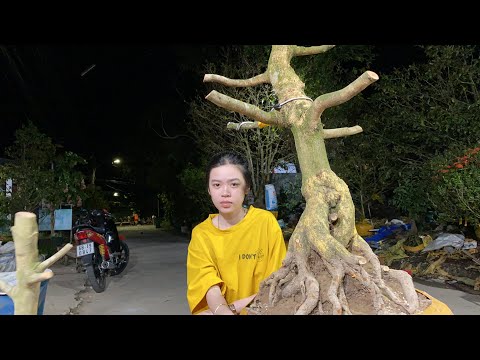 Mai vàng giá rẻ Kiên Giang.18/12.0973.648.020 Tuấn KG