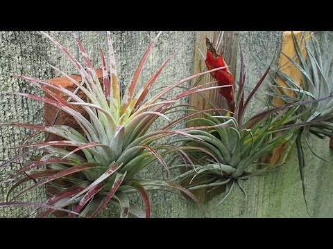 Meine Tillandsien-Sammlung