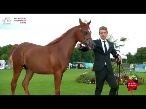 N.60 PERCIVAL STC - Chantilly 2017 European Breeders'Championship - Yearling Colts (Class 5B)