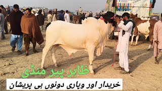 Download lagu Zahir Pir Mandi Update Kharidar Or Wapri Dono Prashan | @MandiBoy8080 | Zeeshan khan mp3