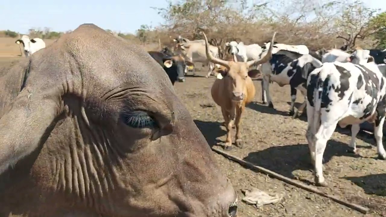 VACADA DE DESCARTE ENGORDANDO NO CONFINAMENTO.