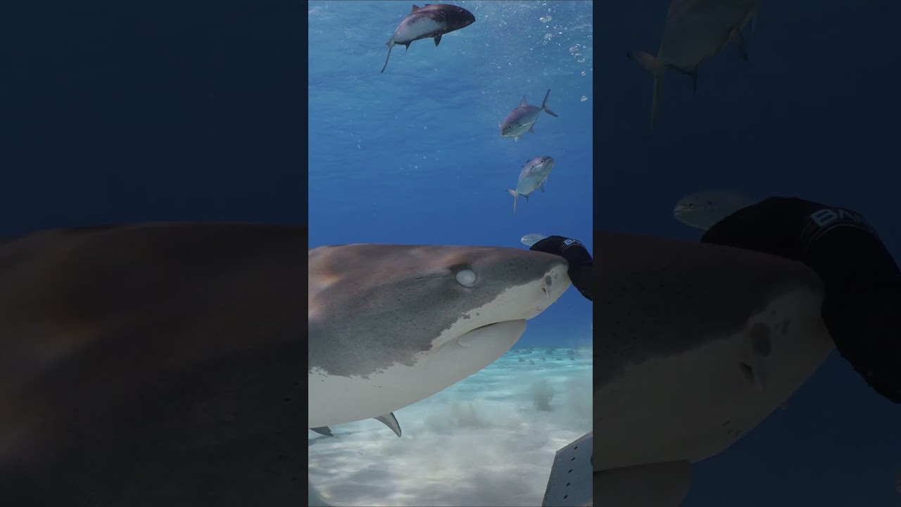 Curious tiger shark interacts with shark handler at Tiger Beach, Bahamas #underwater #scuba #shark