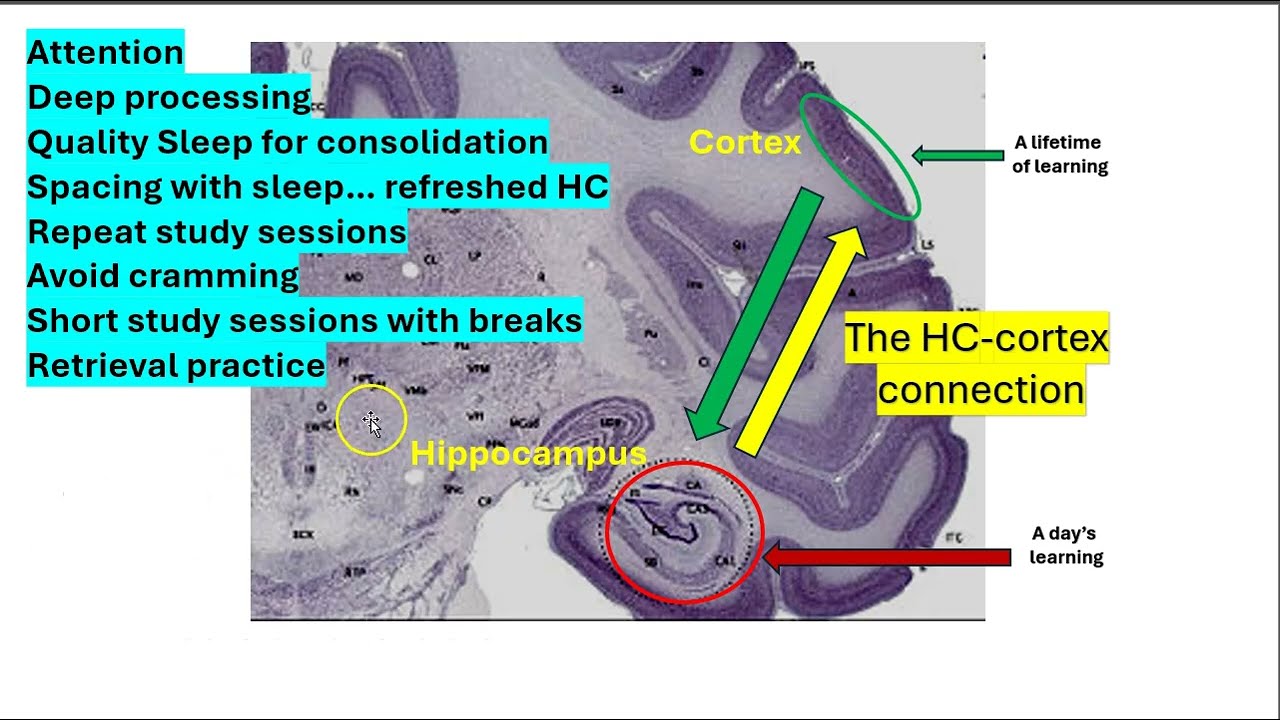We should align study practices with hippocampal function
