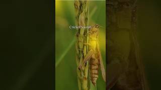 Download lagu Terapi Suara Jangkrik untuk Meredakan Tinnitus! mp3 Download lagu Terapi Suara Jangkrik untuk Meredakan Tinnitus! mp3