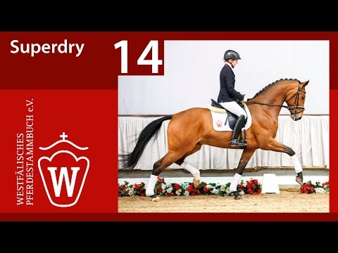 14 Superdry Hengst v. Sir Heinrich - Warkant