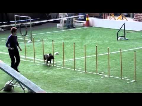 120310 Freia agility1 Drammen