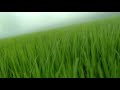 CG Tune Arpa Pairi Ke Dhar