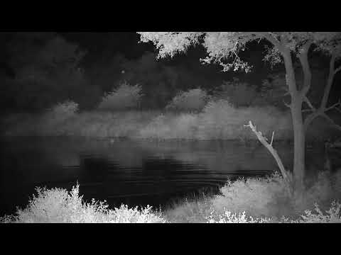 Djuma: Two Hippos arrive - 02:29 - 03/09/2023