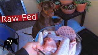 Download lagu Doberman eats Raw Turkey Wing mp3 Download lagu Doberman eats Raw Turkey Wing mp3
