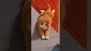 Download lagu kucing imut lucu banget waw waw miong 😍😍❤️❤️😻😻🐈🐈🥰🥰🥰 #shorts mp3