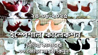 ফ্রেন্সি কবুতর কিনুন একদম সীমিত দামে | সিরাজি কবুতর | লাহরী কবুতর | Lahore pigeon | shirazi kabootar