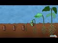 What is Germination of Seed - Plant Science for Kids | Educational Videos by Mocomi