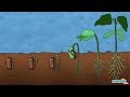 What Is Germination Of Seed Plant Science For Kids Educational Videos By Mocomi
