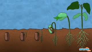 What is Germination of Seed - Plant Science for Kids | Educational Videos by Mocomi