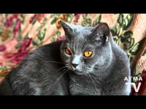 YouTube video about: Will neutered male cat hurt kittens?
