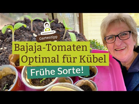 Sehr frühe Tomatenpflanze für Balkon und Wintergarten: Die ertragreiche Bajaja Tomate für den Kübel