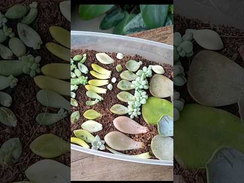 , title : 'Propagate Succulents from Leaves Like PRO'